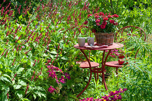 Small seating area by the bed with candle knotweed 'Blackfield' and ornamental baskets, basket with zinnias on the table