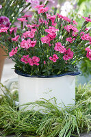 Carnation 'Finger Touch' in an enamel milk pot in wreath of grasses