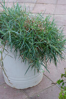 Unsightly carnations can be used for propagating