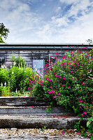 Steps leading to summerhouse in flowering garden