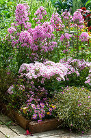 Tall garden phlox 'Country wedding' 'Kirmesländler', cranesbill 'Orkney Cherry' and Swan River daisy