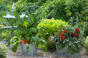 Naschterrasse mit Kräutern und Gemüse: Mangold, Süßkartoffel, Chili, Salbei, Ysop, Thymian und Eberraute
