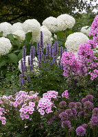 Bed with mountain leek, phlox, sweet pea and shrub hydrangea 'Annabelle