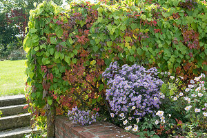Trellis covered with wild vine and cucumber, bed with aster 'Aqua Compact' and autumn anemone