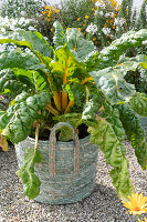 Basket with 'Bright Lights' Swiss Chard on gravel terrace