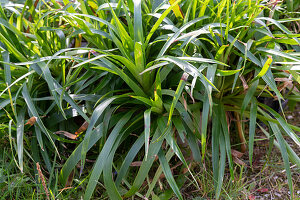 Broad-leaved sedge also called plantain sedge