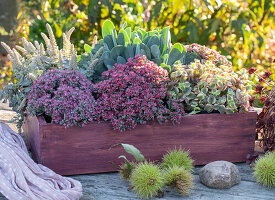 Wooden box with stonecrop 'Rocky' 'Painted Pebble', thickleaf 'Desert Diamond', Chinese fool's cap and ragwort 'Orange Flame'.