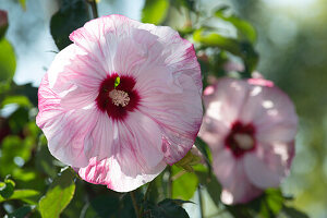 Hibiscus Summerific 'Cherry Cheesecake' with huge flowers