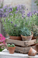 Lavendel 'Belle Blue' und Echeveria in Tontöpfen