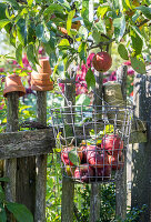 Wire basket with apples on the garden fence