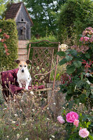 Seating area next to hydrangea, rose and yellow scabious, dog Zula sits on blanket