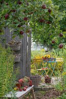 Blick vom Apfelbaum mit roten Äpfeln auf kleine Terrasse mit Sitzplatz am Gartenhaus
