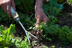 Woman removes weeds in raised bed