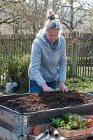 Woman distributes fresh earth in raised bed, wooden box with vegetable seedlings and small garden tools