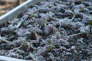 Asian salad 'agano', also called red wild rocket, frozen in a raised bed