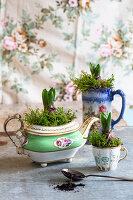 Hyacinth bulbs planted in vintage teapot and teacup