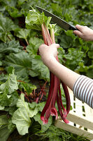 Rhubarb being picked