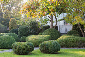 Autumn garden with lawn and clipped box