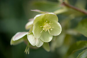 Snow lily blossom, Christmas rose or black hellebore (Helleborus niger)