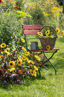 Garden chair next to bed of sunflowers 'Sunbelievable', amaranth, Michaelmas daisy and bidens