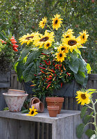 Sonnenblumen und Chili 'Basket of Fire' im Balkonkasten