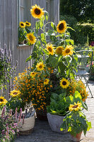 A late summer terrace with sunflowers, signet marigolds, Chinese cabbage and fragrant nettle with a wicker basket of small tools