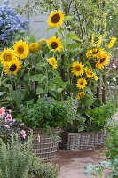 Baskets with sunflowers, amethyst violet bush 'Blue Lady' and dahlia