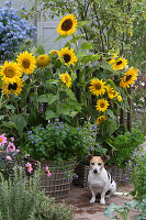 Körbe mit Sonnenblumen, Amethyst-Veilchenbusch 'Blue Lady' und Dahlie, Hund Zula