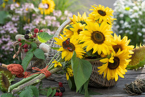 Liegender Sonnenblumenstrauß mit Tagpfauenauge, Zweige mit unreifen und reifen Brombeeren