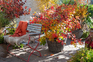 Indian Summer auf der Terrasse: Federbuschstrauch im Korb, Bank mit Sitzfell und Decke