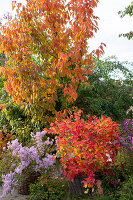 Indian summer: ornamental cherry in the bed, feather bush and autumn aster in baskets