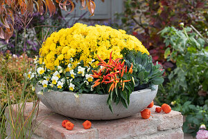 Gelbe Herbstchrysantheme, Hornveilchen, Chili 'Medusa' syn. 'Naschzipfel' und Kreuzkraut 'Orange Flame' in grauer Schale