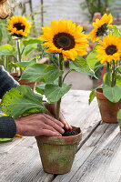 Blossoms of sunflower in water-filled bottle, clay pot with soil serves as holder, woman presses down soil