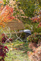 Bench as a seat in the autumn garden, fan maple, spindle tree and skimmia