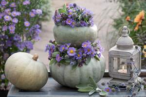 Edible pumpkins 'Hungarian Blue' with wreaths of autumn asters, man litter, thyme and sage leaves