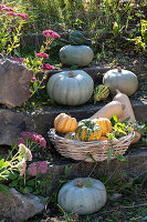 Sweet Dumpling' pumpkins in basket, butternut pumpkins and 'Hungarian Blue' on steps in garden