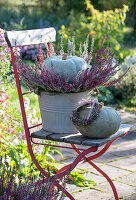 Blue Hungarian' pumpkins in budding heather as nest and heather wreath on chair