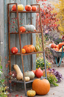 Pumpkins on the shelf on the terrace, decorated with rose hips, wheelbarrow with pumpkins in the background