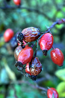 Rosehips