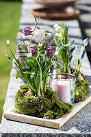 Schachbrettblumen, Kegelblumen Traubenhyazinthen und Schneeglöckchen im Moos