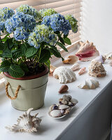 Hydrangea in pot on windowsill next to sea shell arrangement