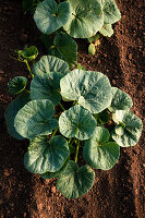 Pumpkin Vine in Garden