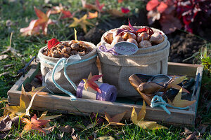 Tulip bulbs and crocus bulbs in two bags