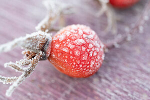 Frozen rose hip