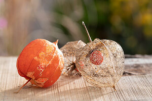 Chinese Lantern (Physalis alkekengi)