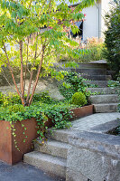 Stone staircase, next to it a multi-stemmed hedge and ivy in a bed with weathered steel edging