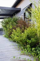 Lush shrubbery between walkway and facade with ivy, spirea, and zebra grass