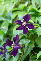 Lila blühende Clematis (Clematis viticella ’Romantika’)