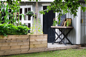 Cane wigwam in raised bed