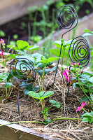 DIY wire spirals in a raised bed